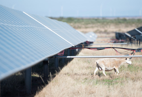 Renewable energy remains cheapest power builds as new gas plants get pricier
